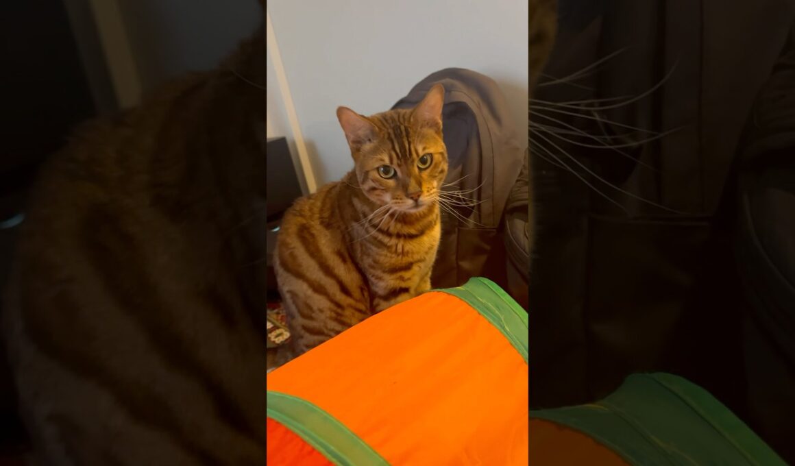 おすわりを覚えたニャンズ😁餌の時だけ#癒し動画 #cat #ベンガル #bengalcat #ocicat #おすわり #ねこ