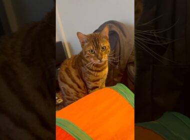 おすわりを覚えたニャンズ😁餌の時だけ#癒し動画 #cat #ベンガル #bengalcat #ocicat #おすわり #ねこ