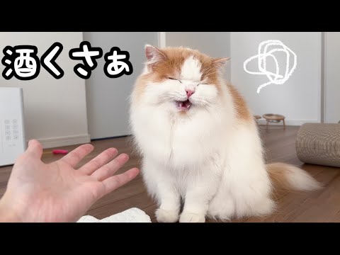 へべれけに酔っ払って帰ってきた飼い主に愛猫がこうなりました