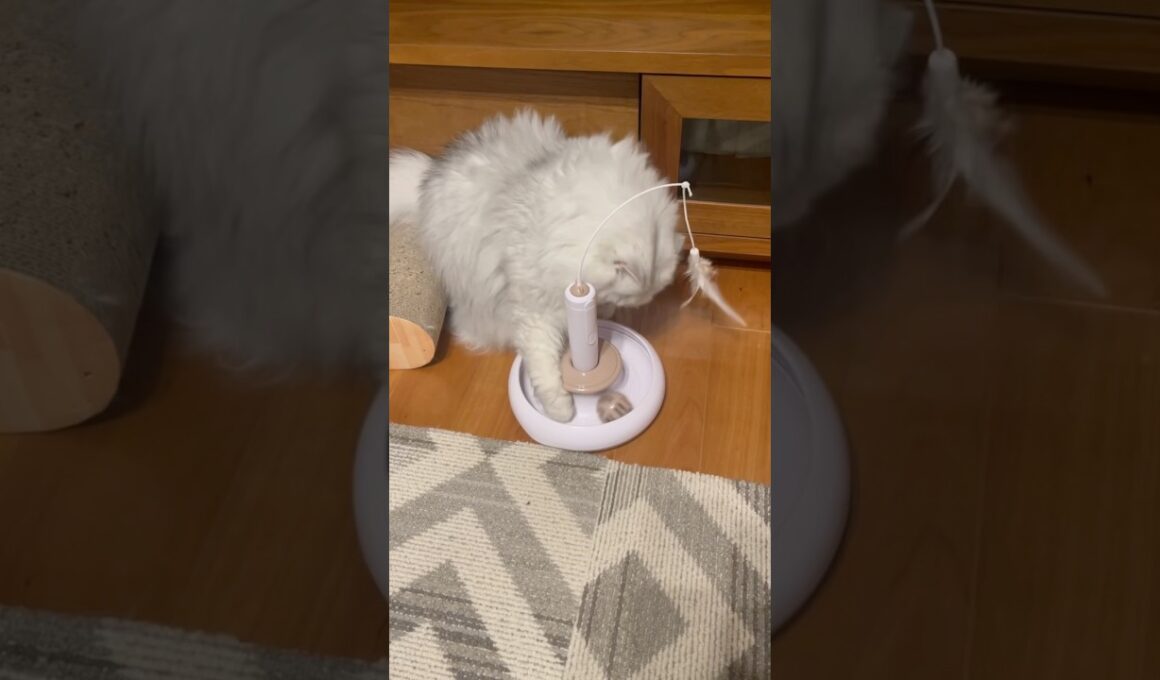 真理に気づいたねこ。#ペルシャ#チンチラ#猫#ねこ #猫のいる暮らし #癒し #いやし#cat  #ふわふわ #野良猫 #キジトラ