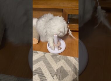 真理に気づいたねこ。#ペルシャ#チンチラ#猫#ねこ #猫のいる暮らし #癒し #いやし#cat  #ふわふわ #野良猫 #キジトラ