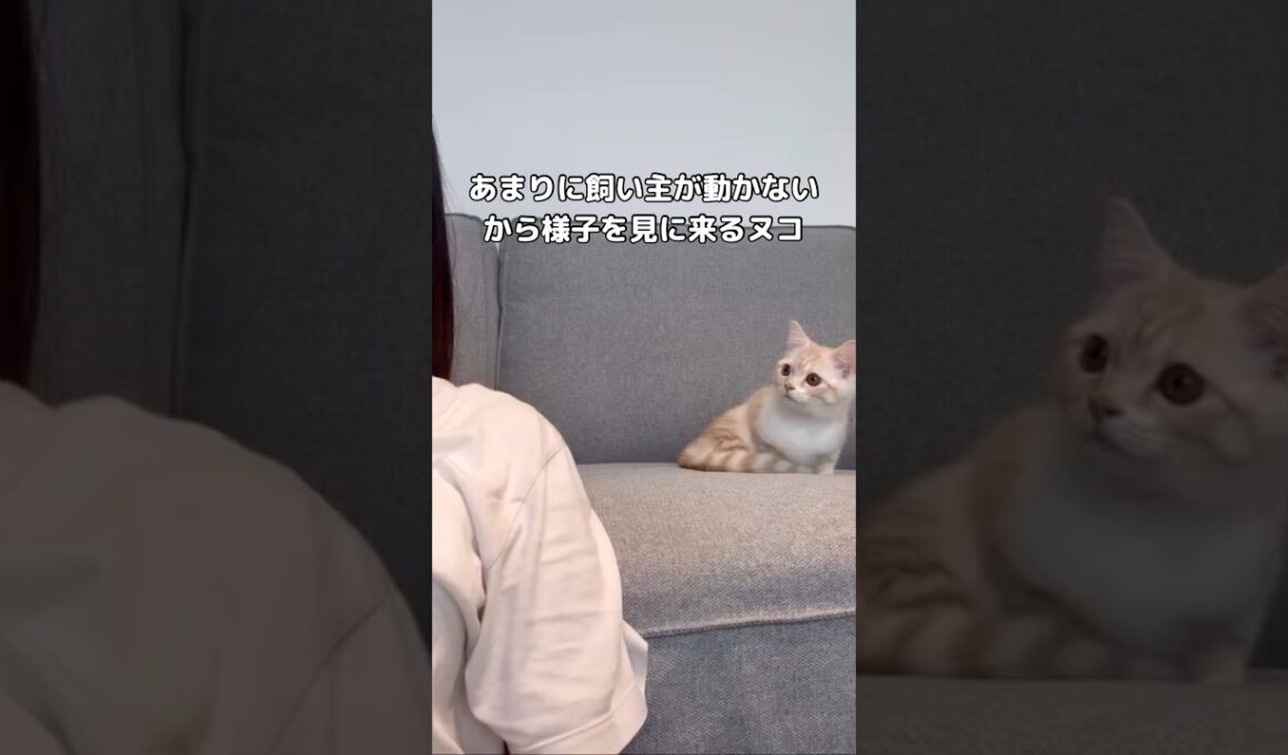 あまりに飼い主が動かないから心配する猫 #猫 #子猫 #スコティッシュフォールド #shorts