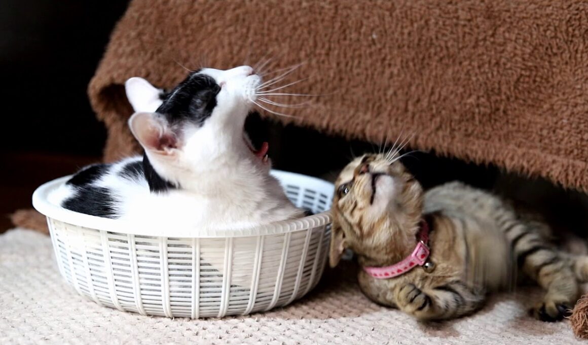 ちびにちょっかいを出すとら 190824