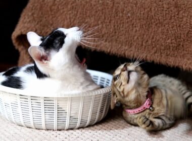 ちびにちょっかいを出すとら 190824