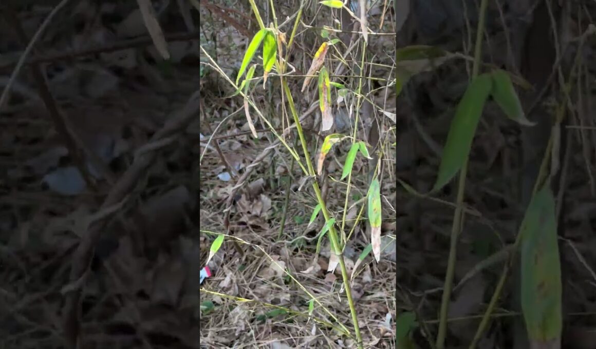 三毛猫ハートちゃん2号、食べ終え、森へ。シャムの子ねこパンダくん、どこだ。別の場所で食べてた