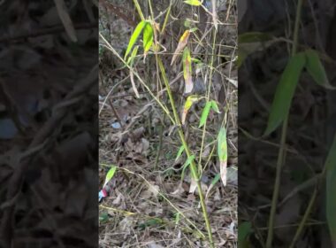 三毛猫ハートちゃん2号、食べ終え、森へ。シャムの子ねこパンダくん、どこだ。別の場所で食べてた