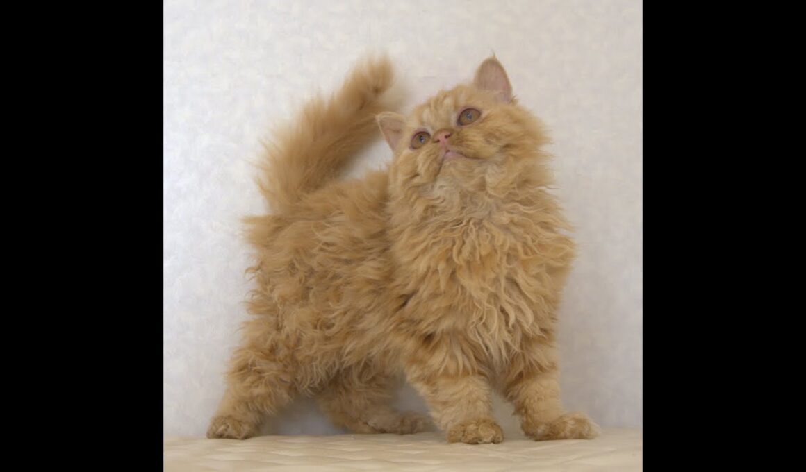 セルカークレックス子猫　Selkirk Rex　2025.5.28産まれ　レッドタビー　巻き毛　セミロング　男の子　シーダキャット猫のお店