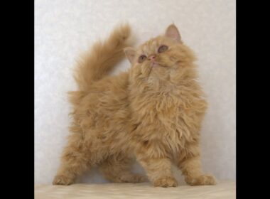 セルカークレックス子猫　Selkirk Rex　2025.5.28産まれ　レッドタビー　巻き毛　セミロング　男の子　シーダキャット猫のお店