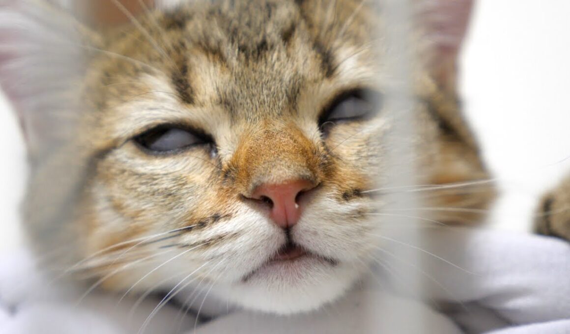 CAT／キャット “それ”が見えたら、終わり。