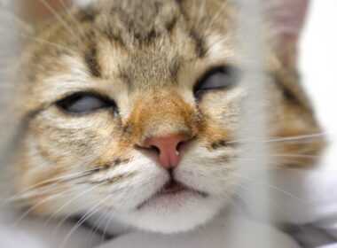 CAT／キャット “それ”が見えたら、終わり。