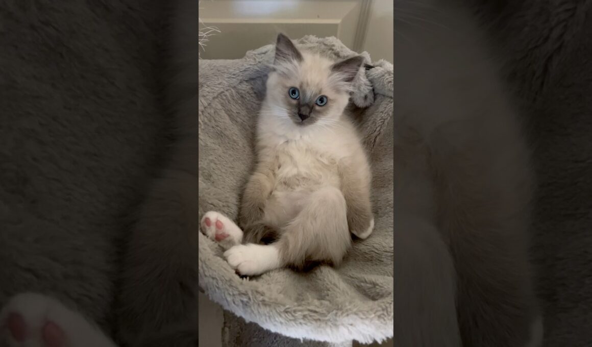 おっさん座りでリラックスする子猫【ママはラグドール、パパはオオヤマネコ】 #shorts #ラグドール #子猫