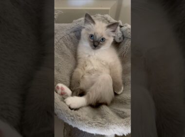 おっさん座りでリラックスする子猫【ママはラグドール、パパはオオヤマネコ】 #shorts #ラグドール #子猫