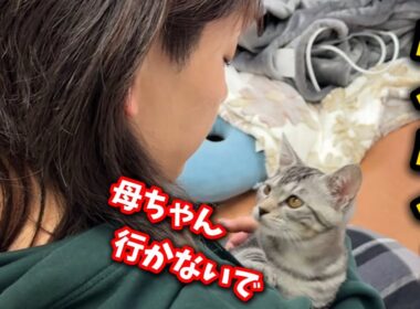 寂しがる子猫…でも行かなきゃ行けないんだ