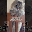 2025/11/14今日のしーちゃん #猫 #ペルシャ #シエル #cat #猫のいる暮らし
