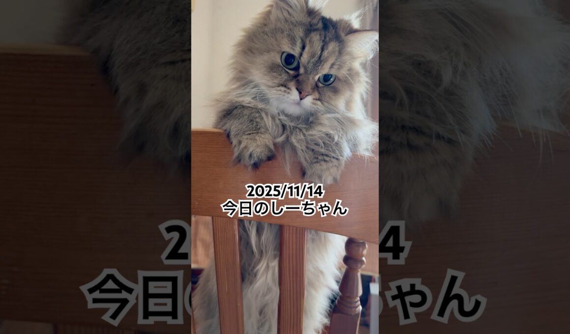 2025/11/14今日のしーちゃん #猫 #ペルシャ #シエル #cat #猫のいる暮らし