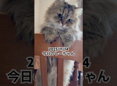 2025/11/14今日のしーちゃん #猫 #ペルシャ #シエル #cat #猫のいる暮らし