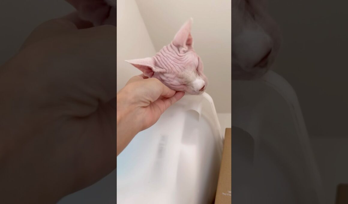 高いところから甘える猫アレクサンドラ【スフィンクス】