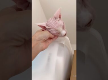 高いところから甘える猫アレクサンドラ【スフィンクス】