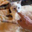 シャムの子ネコ雫。三毛猫ミックスのシッポが気になり、手を出す。ウp主は、雫のシッポに手を出し