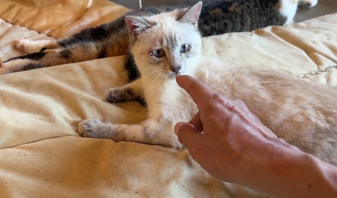 シャムの子ネコ雫。三毛猫ミックスのシッポが気になり、手を出す。ウp主は、雫のシッポに手を出し