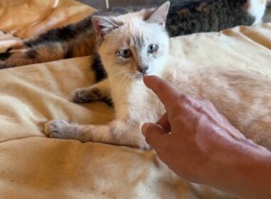 シャムの子ネコ雫。三毛猫ミックスのシッポが気になり、手を出す。ウp主は、雫のシッポに手を出し