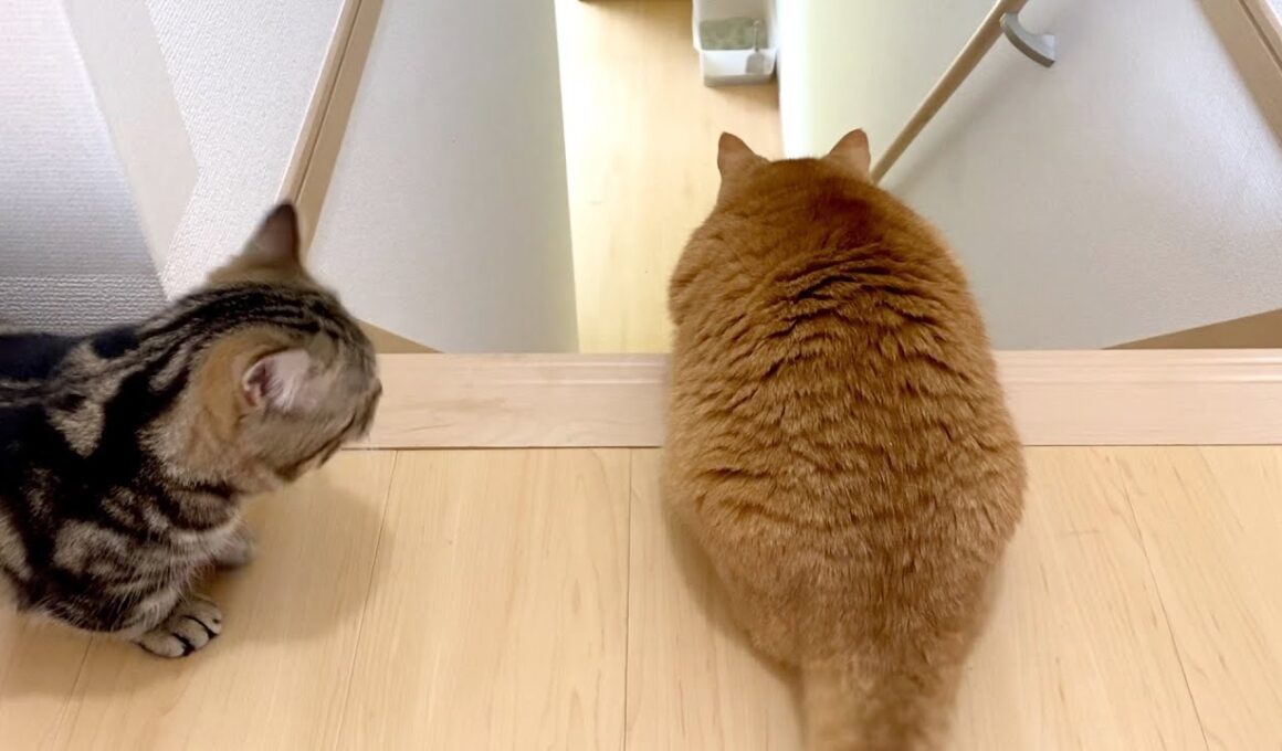 最初で最後のルームツアー（ロングver.）