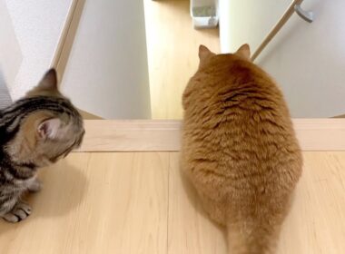 最初で最後のルームツアー（ロングver.）