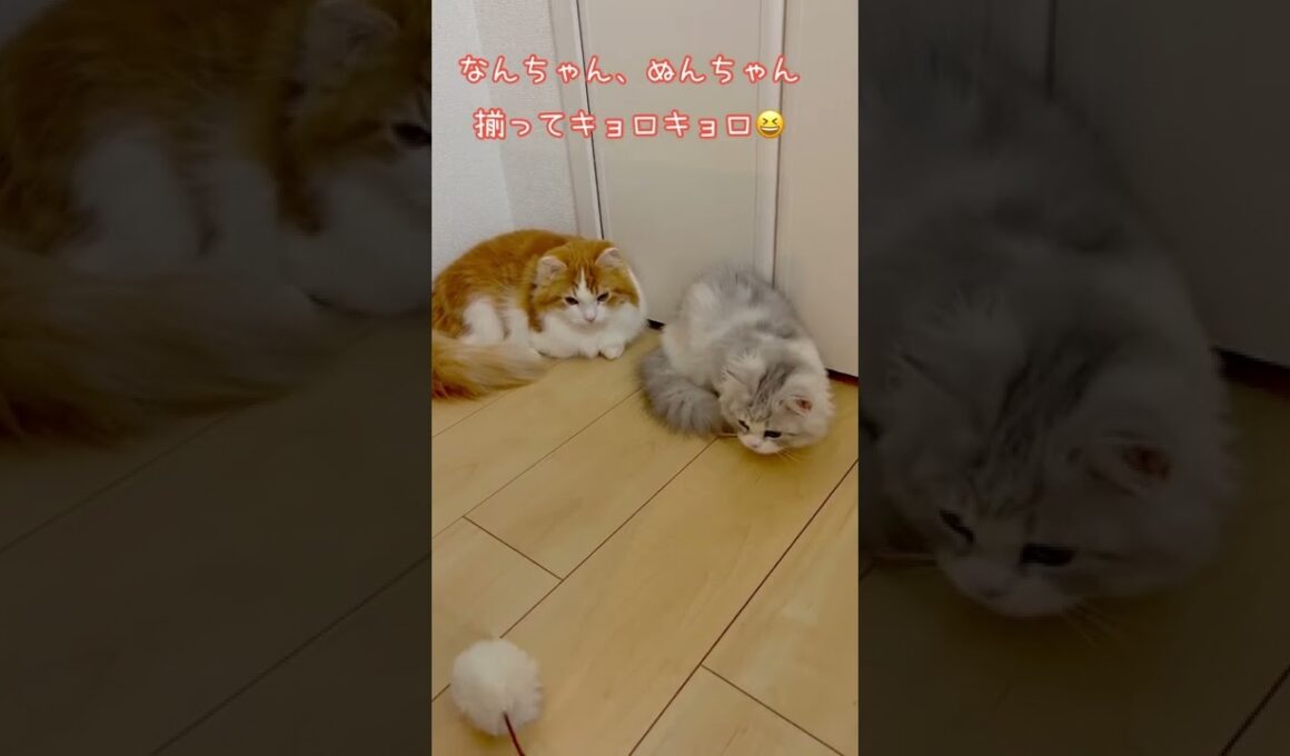 にゃんず揃ってキョロキョロ♪