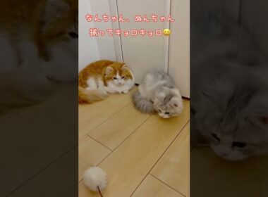 にゃんず揃ってキョロキョロ♪