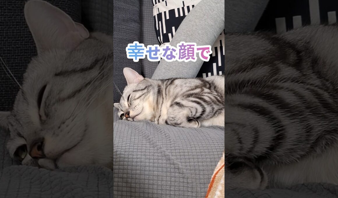 ｢可愛い猫ちゃん眠ってる｣#shorts  #cat  #アメショ #アメリカンショートヘアー  #猫 #ねこ #猫のいる暮らし