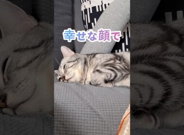 ｢可愛い猫ちゃん眠ってる｣#shorts  #cat  #アメショ #アメリカンショートヘアー  #猫 #ねこ #猫のいる暮らし
