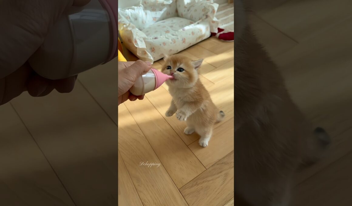 子猫のミルク時間🍼 #adorable #kitten #catvideos #cat #catshorts #cute #asmr #pets #子猫#猫#relaxing #satisfying