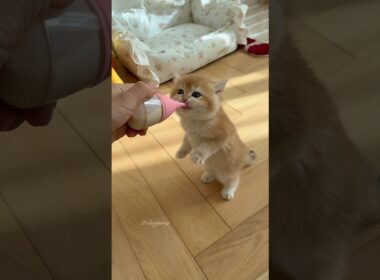 子猫のミルク時間🍼 #adorable #kitten #catvideos #cat #catshorts #cute #asmr #pets #子猫#猫#relaxing #satisfying