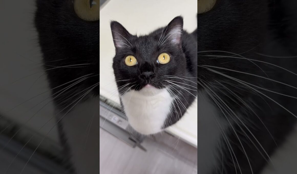 Cute voice! But this doesn’t look like the usual Uni…?  #catsofyoutube #cutecat #uni