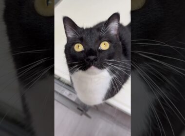 Cute voice! But this doesn’t look like the usual Uni…?  #catsofyoutube #cutecat #uni