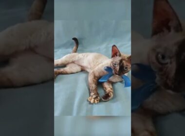 Devon Rex cat