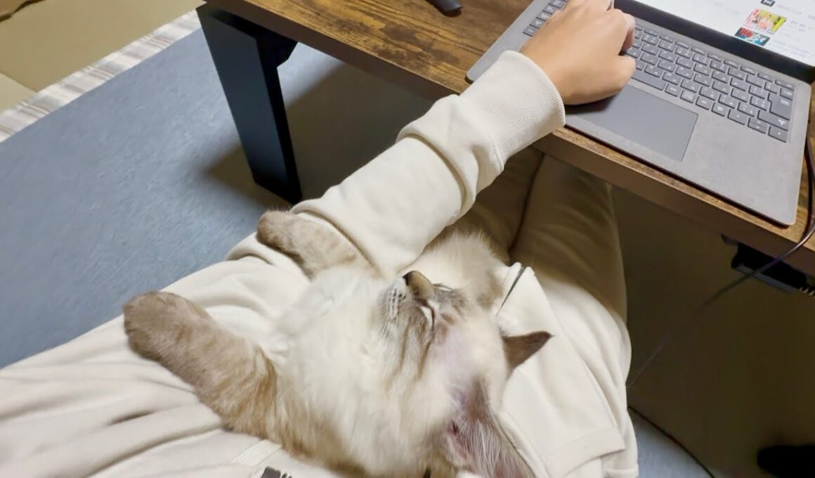 上向いたまましがみついて寝る子猫