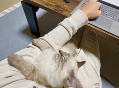 上向いたまましがみついて寝る子猫