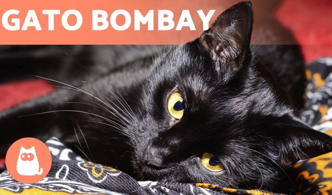 GATO BOMBAY 🐱 ¡Características, cuidados y salud! 🐾