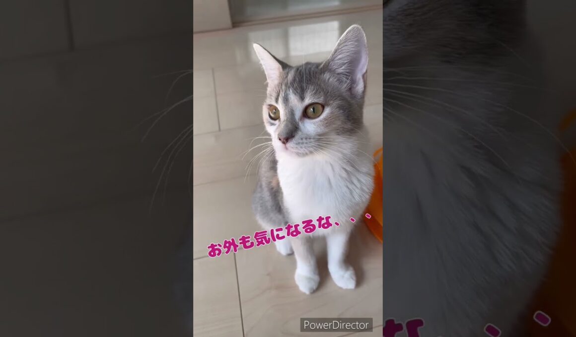 のほほんにゃんこ🐱 #猫 #マンチカン #ミヌエット #ラパーマ #子猫 #猫のいる暮らし #子猫販売 #ブリーダー直販