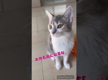 のほほんにゃんこ🐱 #猫 #マンチカン #ミヌエット #ラパーマ #子猫 #猫のいる暮らし #子猫販売 #ブリーダー直販