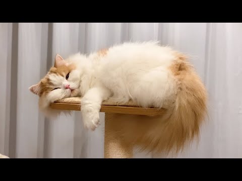 飼い主の帰宅に気づかない猫に「ただいま」と話しかけてみた結果w