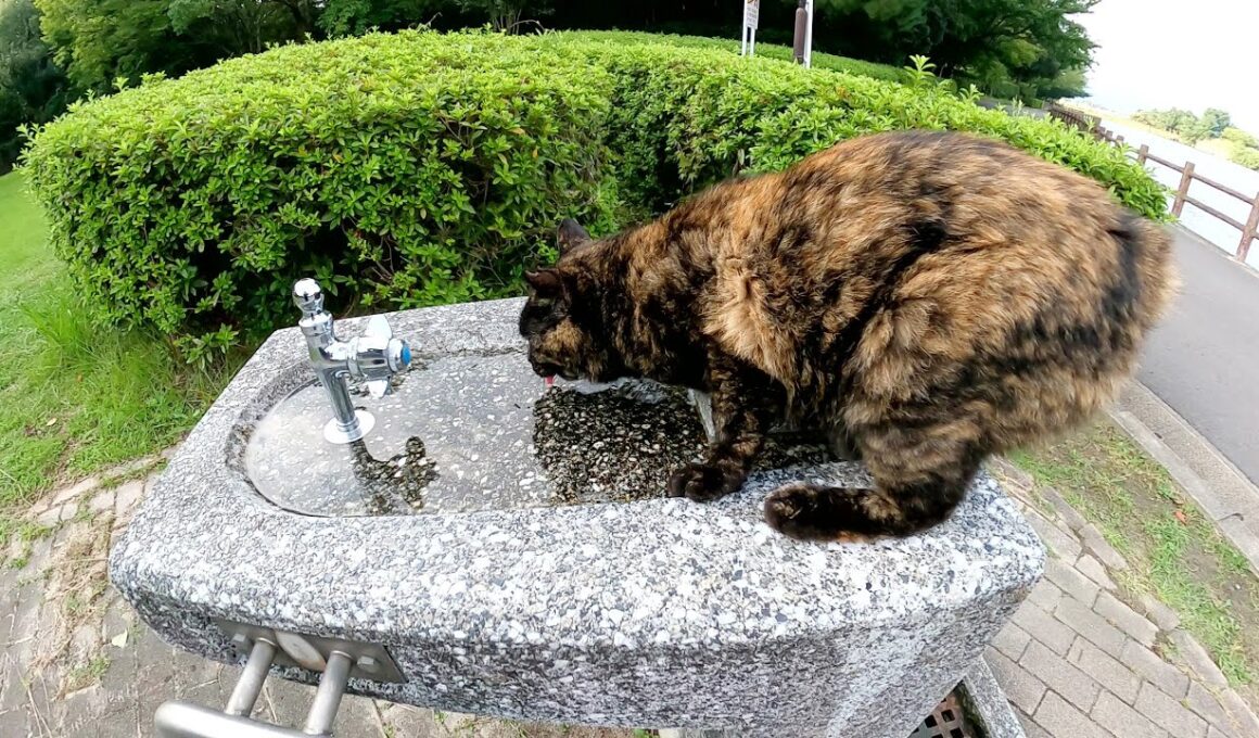 ボブテイルのサビ猫が水道にまたがって水をゴクゴクと飲む