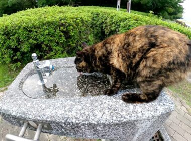 ボブテイルのサビ猫が水道にまたがって水をゴクゴクと飲む