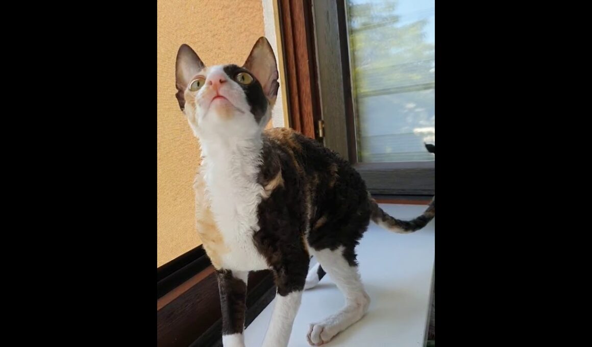 Cornish Rex cat Harmony! So beautiful!
