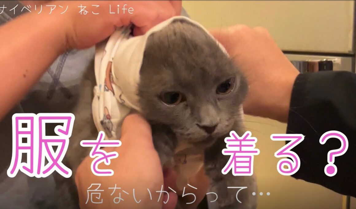 【サイベリアン】暴れるねこ