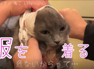 【サイベリアン】暴れるねこ