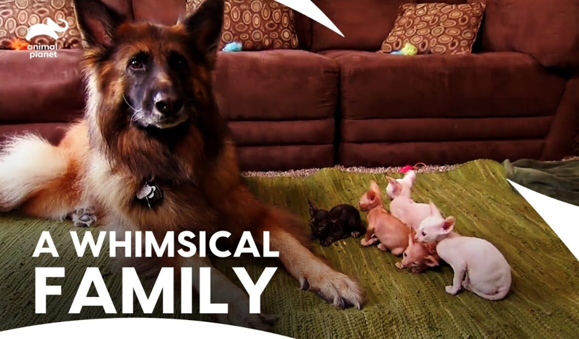 Huge German Shepherd Becomes Baby Sitter for 5 Cornish Rex Kittens | Too Cute | Animal Planet