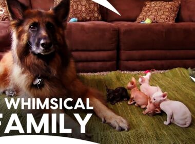 Huge German Shepherd Becomes Baby Sitter for 5 Cornish Rex Kittens | Too Cute | Animal Planet