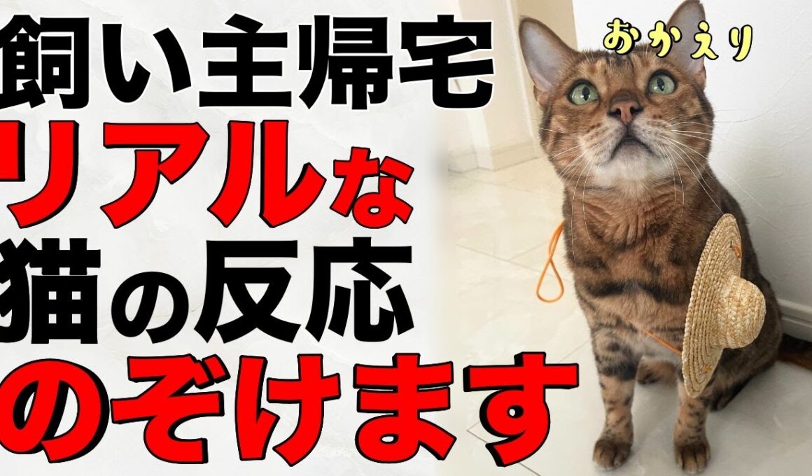 【帰宅ルーティン】ベンガル猫2匹の愛情たっぷりなお出迎えに胸キュン！
